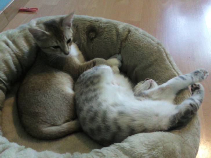 Nougat et Clochette -