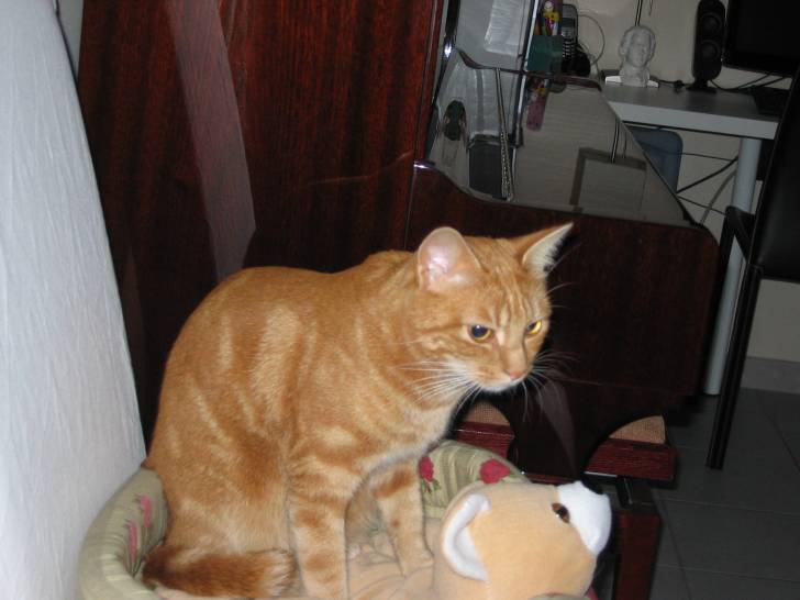 Roucky - Mâle (2 ans)