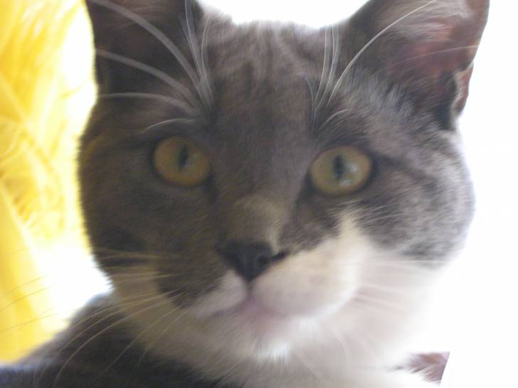 Grisou - Mâle (6 ans)