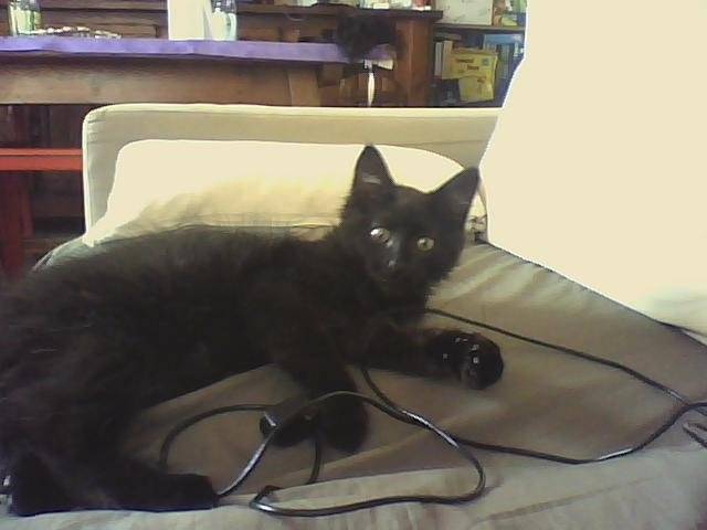 Gabby - Mâle (5 mois)