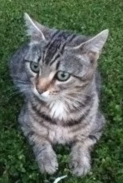 'Tit tigre - Mâle (2 mois)