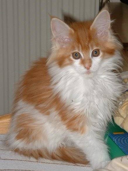 roussette - (6 mois)