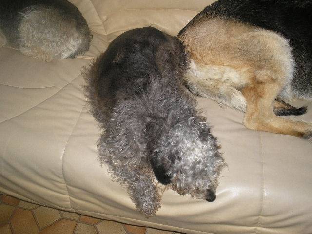 frisquette - (9 ans)