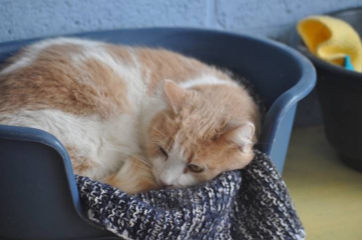 Pacha - Mâle (3 ans)