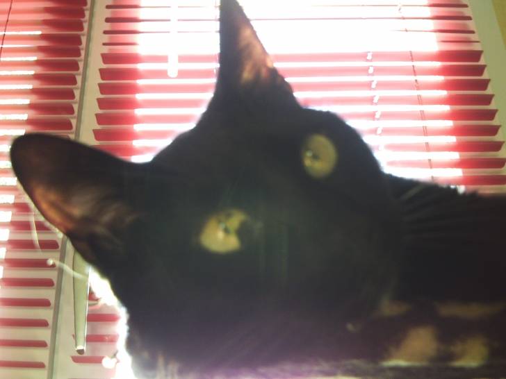 Baghera - (4 ans)