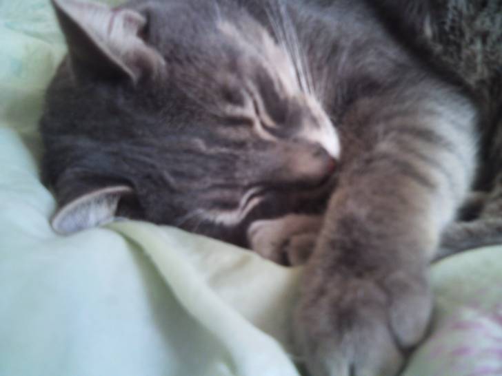 Lucky - Mâle (2 ans)