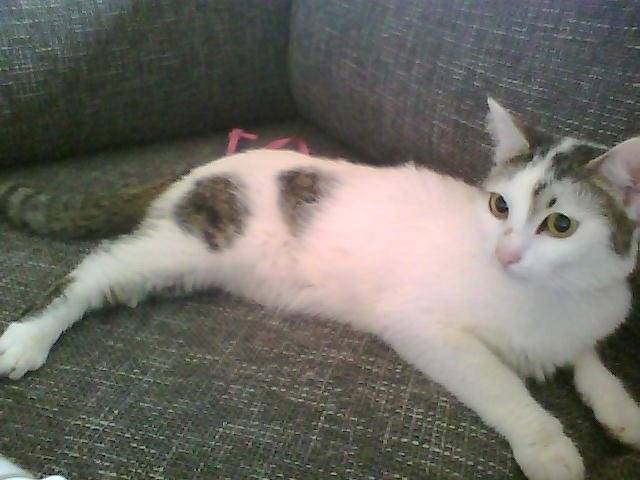 belle - (11 mois)