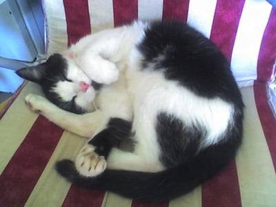 Misigrou - Mâle (4 ans)