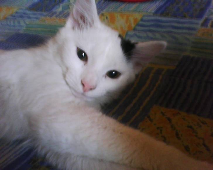 Sacha - Mâle (4 mois)