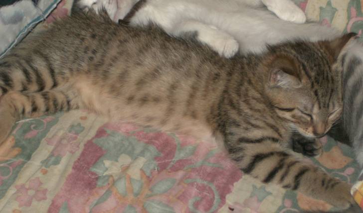 lylou - (2 ans)