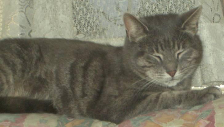 zouze - Mâle (9 ans)