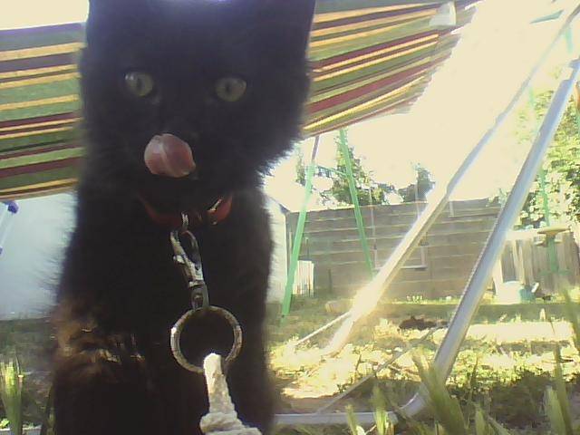 Gabby - Mâle (5 mois)
