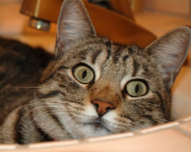 timine - Mâle (5 ans)