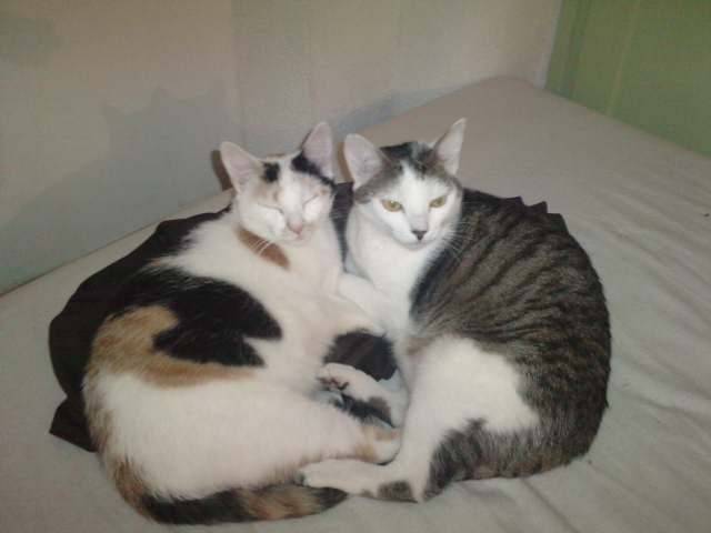 bulma & shadow - (2 ans)