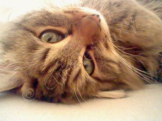 Bonnie - (10 mois)