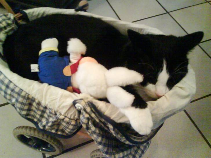 Fidelio - Mâle (3 ans)