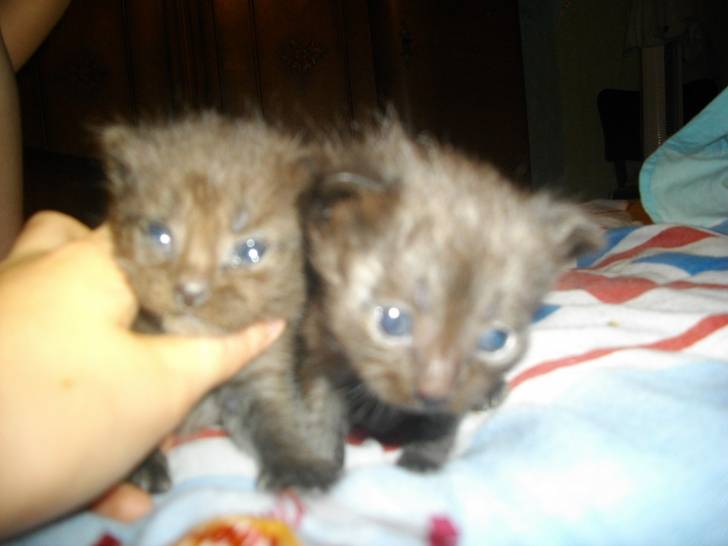 grisette et ponpon - (1 mois)