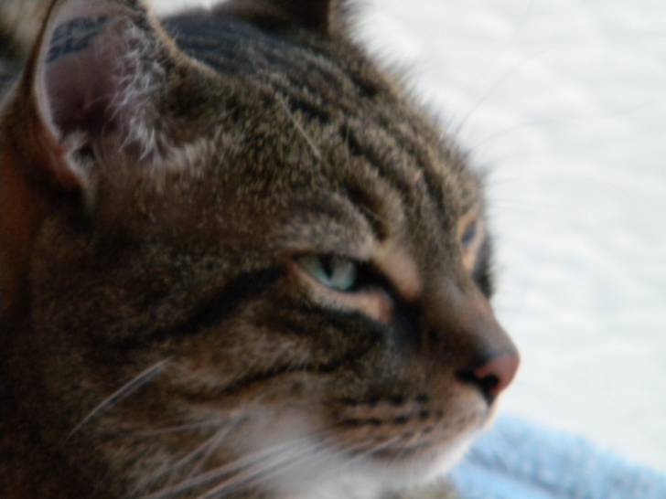 misti - Mâle (9 ans)