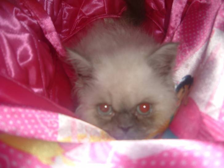 Mia (bébé) - (6 ans)