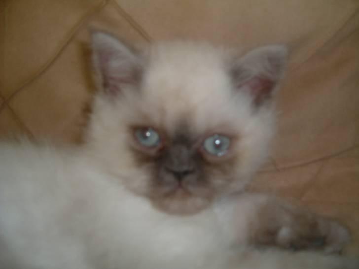 Mia (bébé) - (6 ans)
