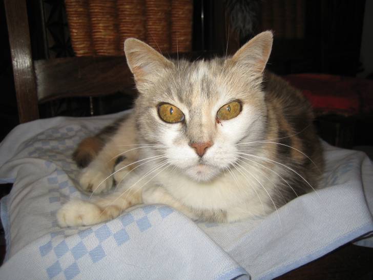 Mon chat : Minette ! - (12 ans)