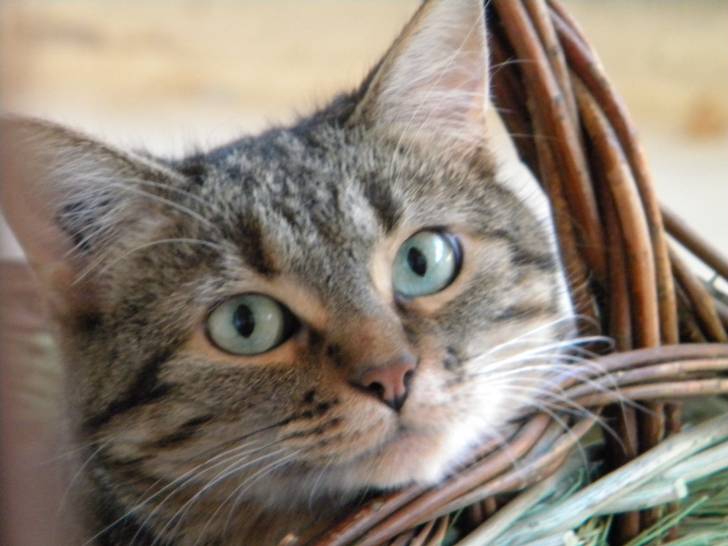 maya - (6 ans)