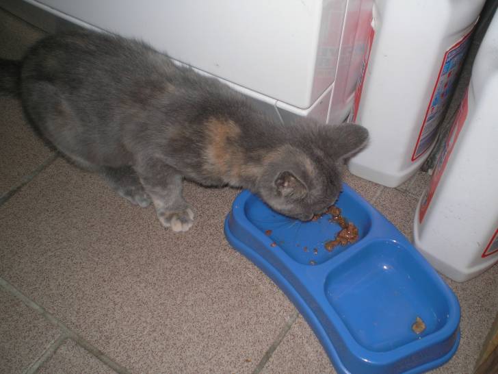 Vanille (Miam! Miam!) - (3 ans)