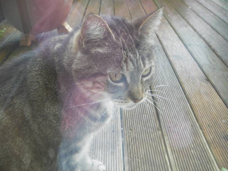 PLUME - (11 mois)