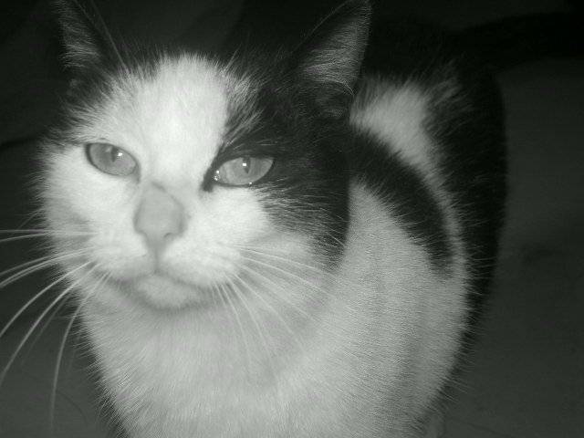 rose - (4 ans)