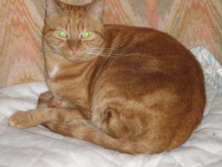 quanon - Mâle (7 ans)