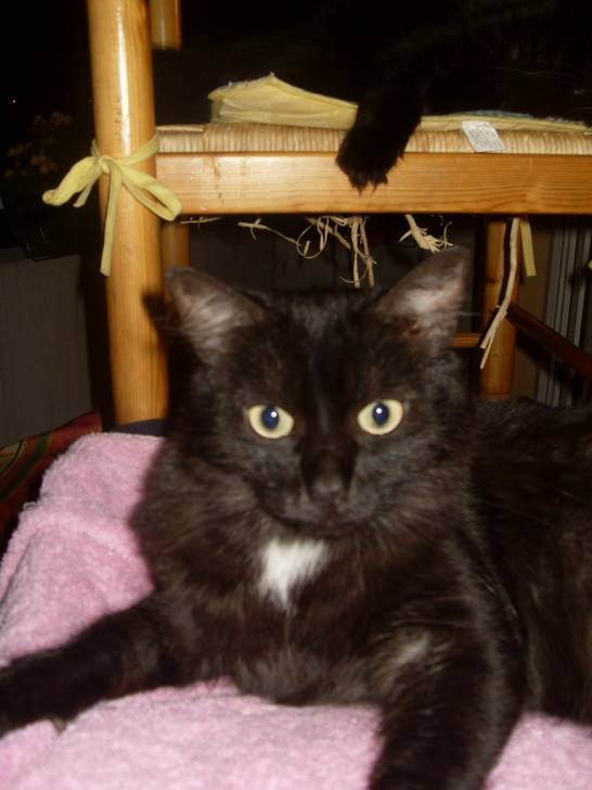 Cachou - Mâle (5 ans)