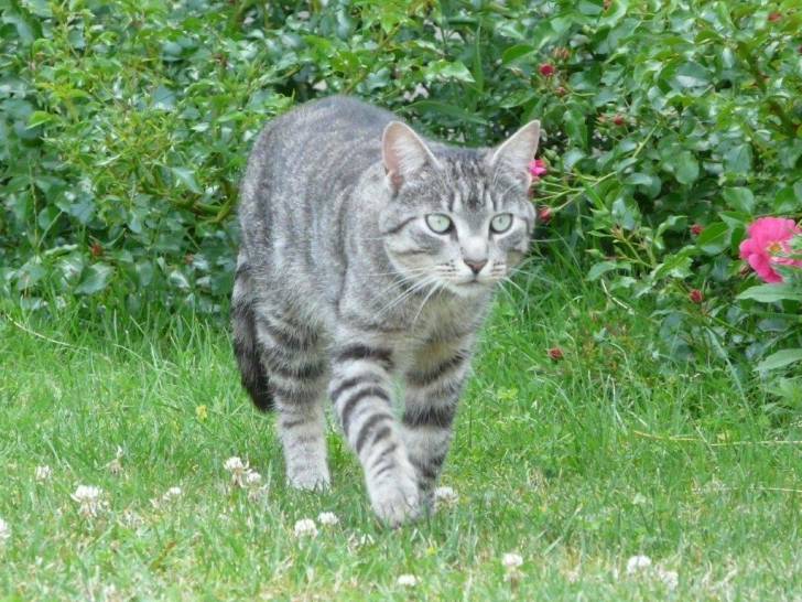 Ti Punch - Mâle (2 ans)