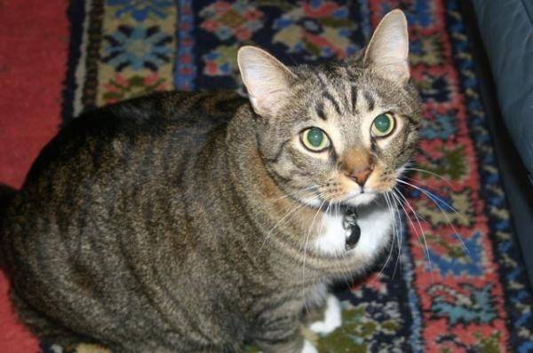 Charly - Mâle (4 ans)