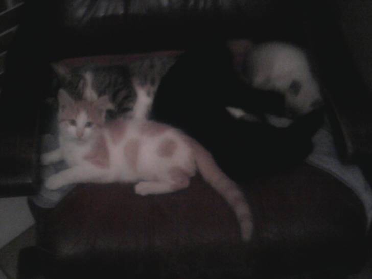 louna,osiris,dadou,airness - (3 ans)