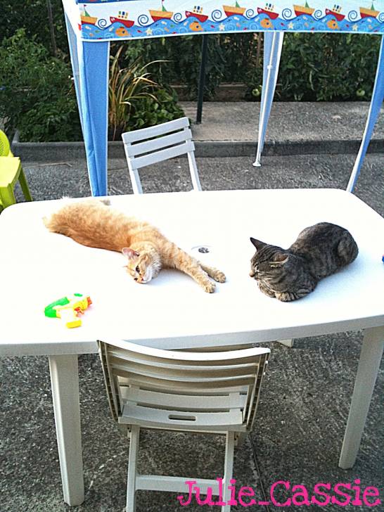 Coquine et Frilou (chat errant) -
