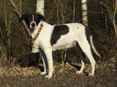 Biscotte - (11 ans)