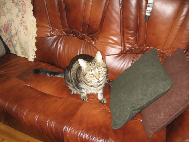 Ti-Gars - Mâle (12 ans)