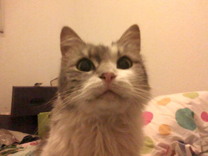 Violette - (4 ans)