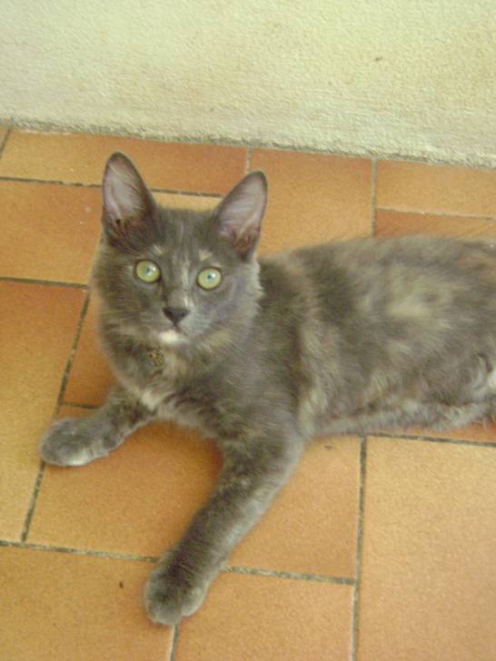 Bella - (4 mois)