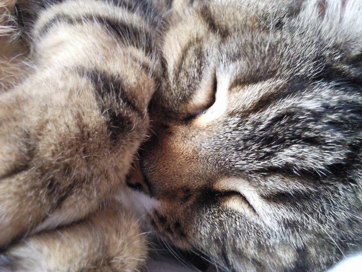 Oliver - Mâle (13 ans)