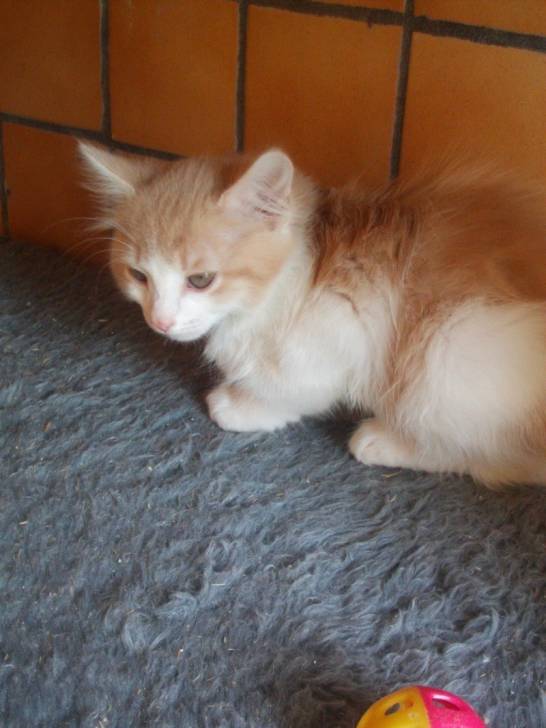 Louloute - (6 mois)