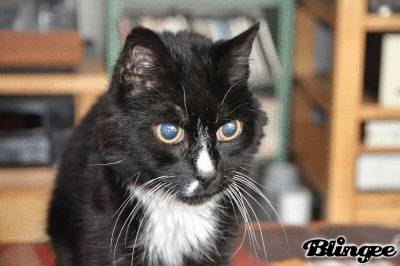 Figaro(dans les derniers jours de sa vie) - Mâle (16 ans)
