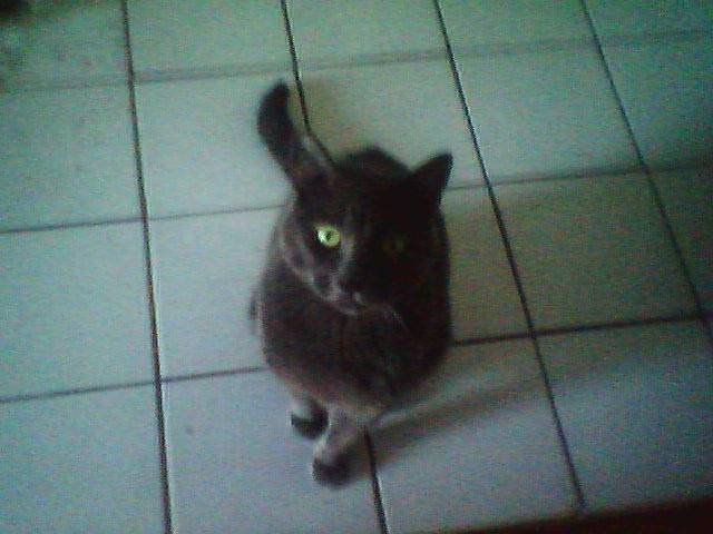 Rocky - Mâle (2 ans)