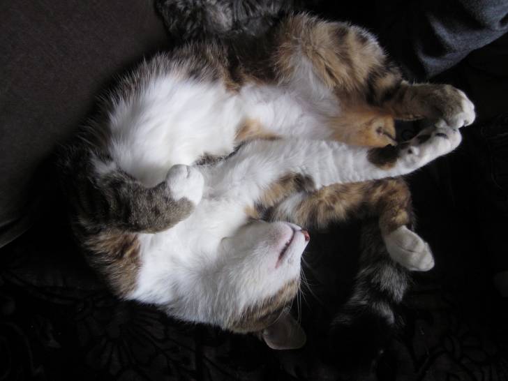 Gizmo - Mâle (1 an)