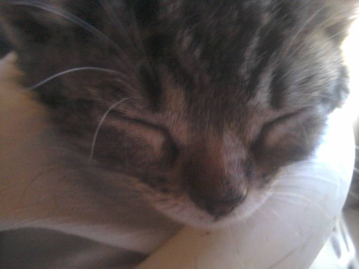 Fripouille - (3 mois)