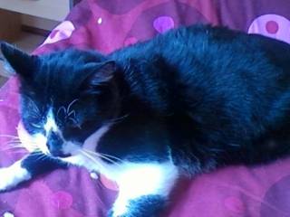 mickey - Mâle (9 ans)