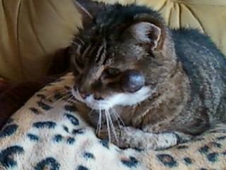 mimine - Mâle (21 ans)