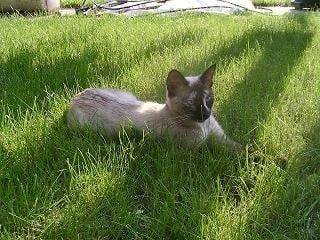 Blanchette - (7 ans)