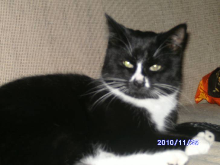 fripon - Mâle (1 an)