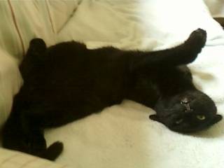 filou - Mâle (10 mois)